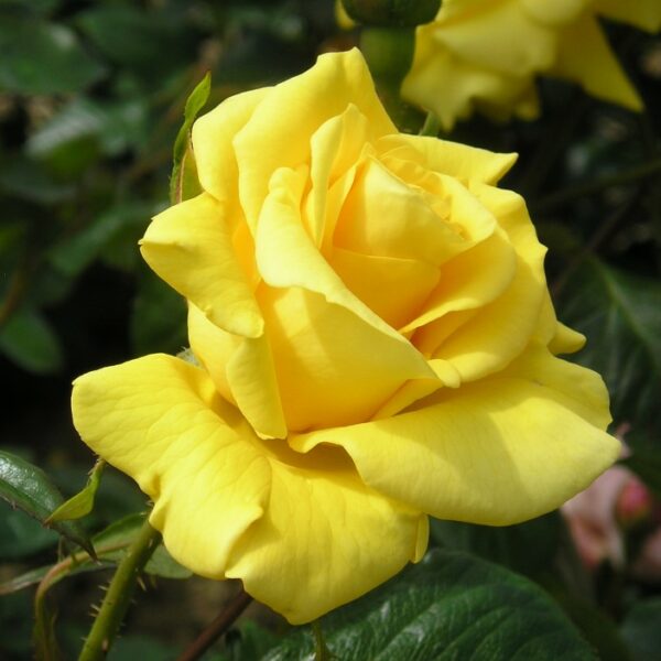 Gardener's Glory