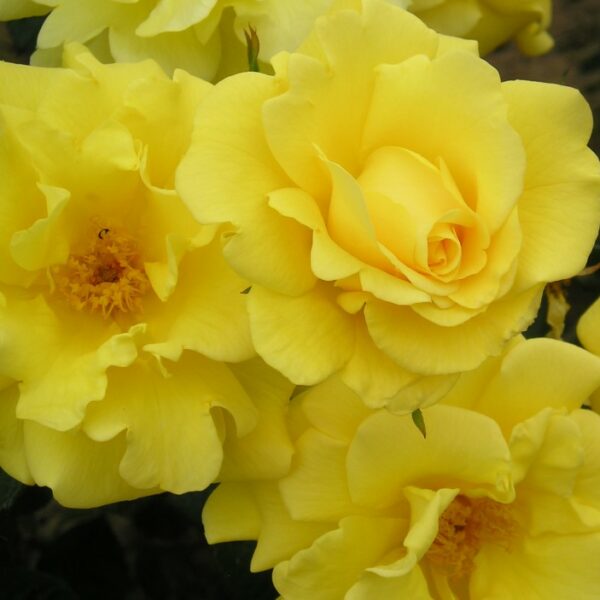 Gardener's Glory
