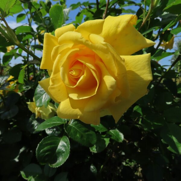 Gardener's Glory