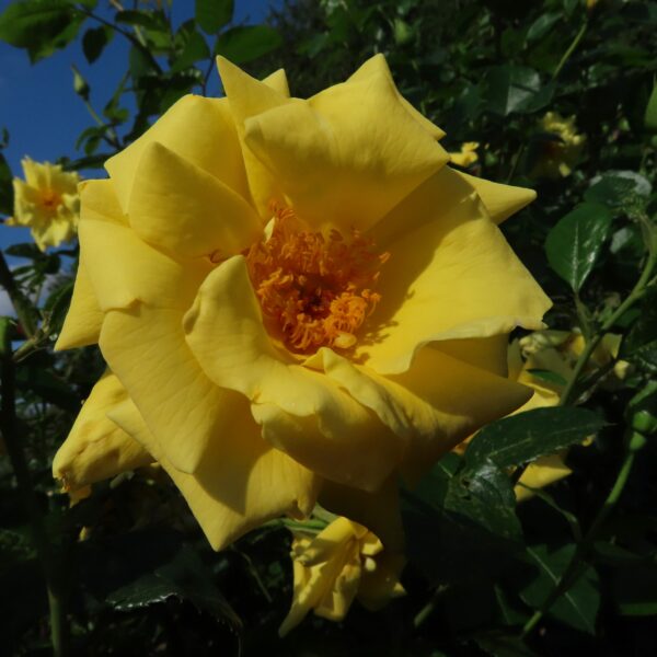 Gardener's Glory