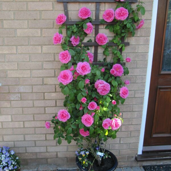 Gertrude Jekyll