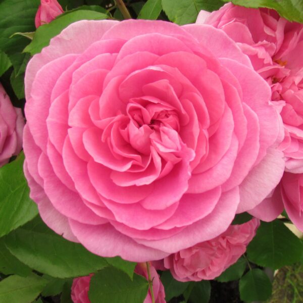 Gertrude Jekyll
