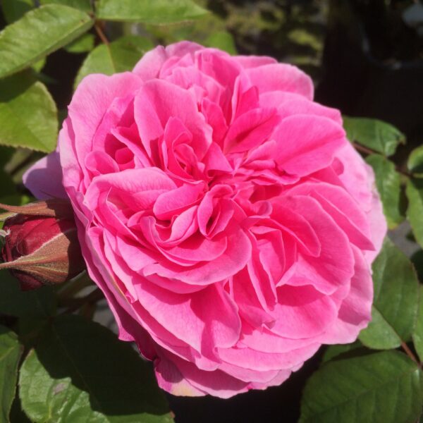 Gertrude Jekyll