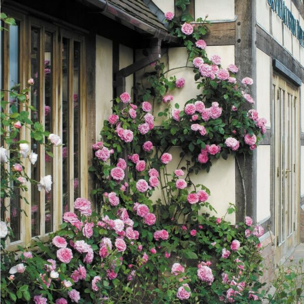 Gertrude Jekyll