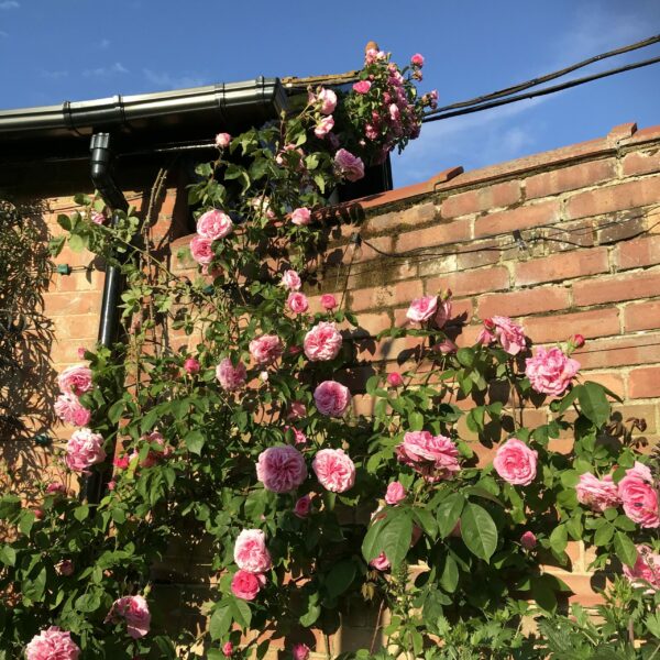 Gertrude Jekyll