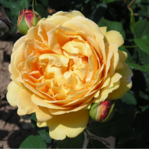 Golden Celebration - Image 6