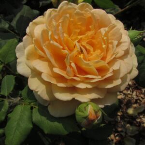 Golden Celebration - Image 2