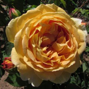Golden Celebration - Image 4