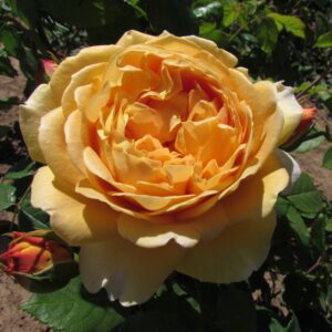 Golden Celebration - Image 5