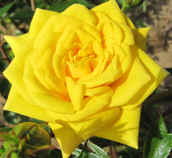 Golden Jewel