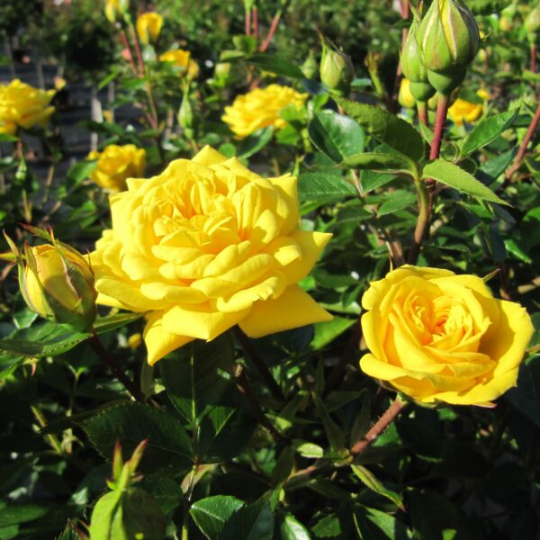 Golden Jewel