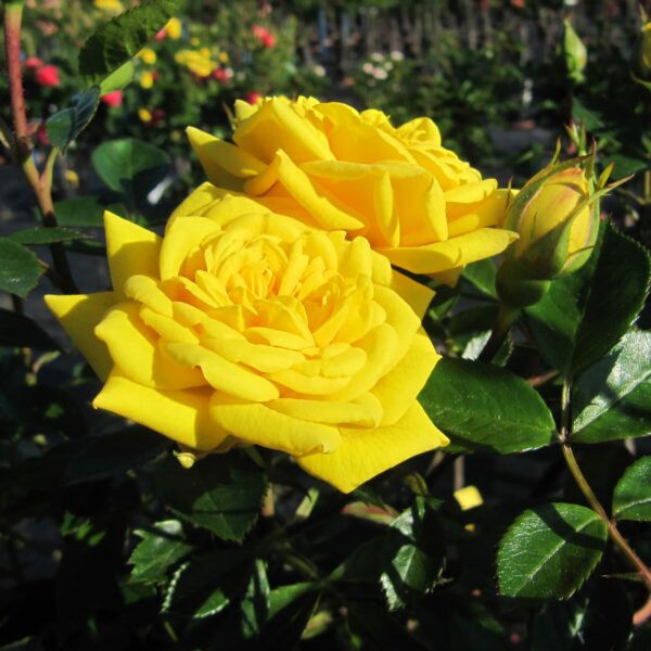 Golden Jewel