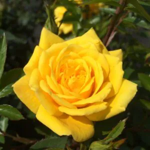 Golden Jewel