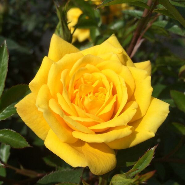 Golden Jewel