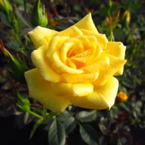Good As Gold