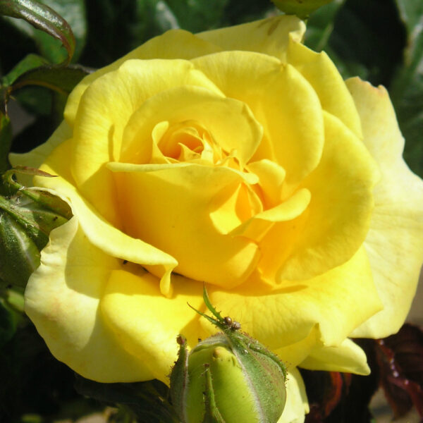 Happy Golden Wedding