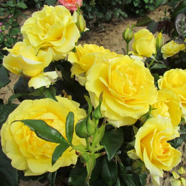 Happy Golden Wedding