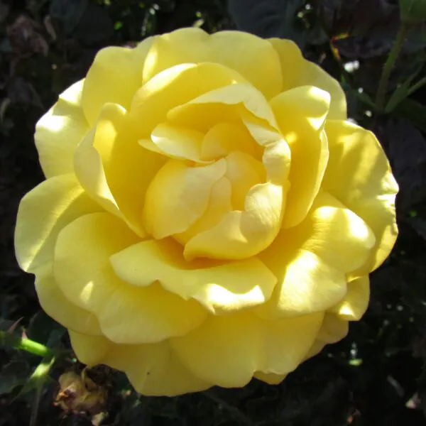 Happy Golden Wedding