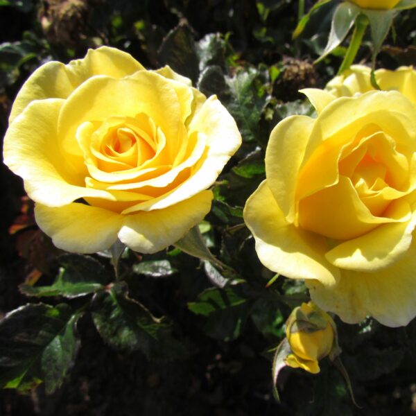 Happy Golden Wedding