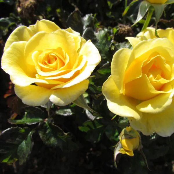 Happy Golden Wedding