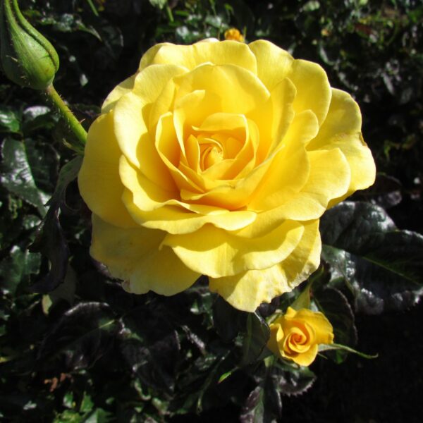 Happy Golden Wedding