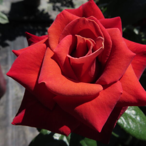 Harry's Rose