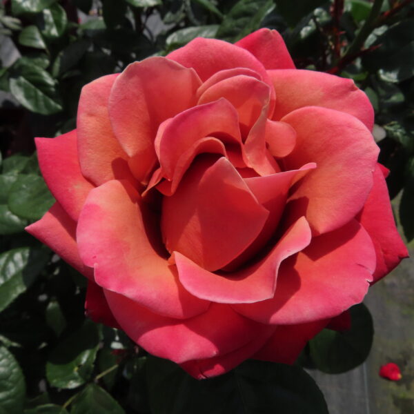 Harry's Rose
