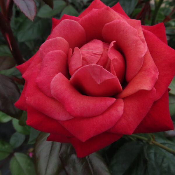 Harry's Rose