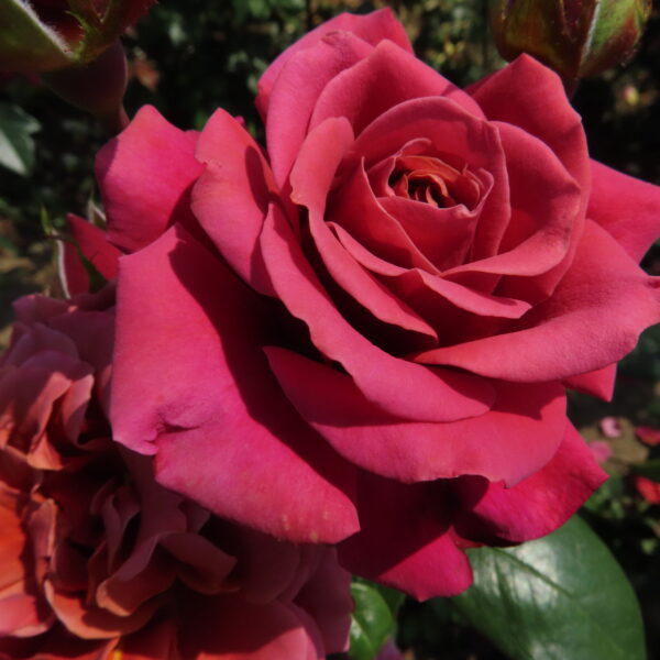 Harry's Rose