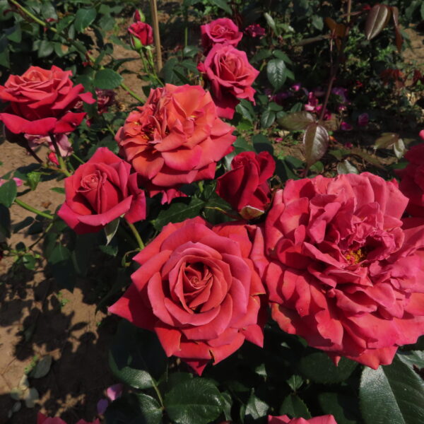 Harry's Rose