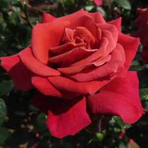 Harry's Rose