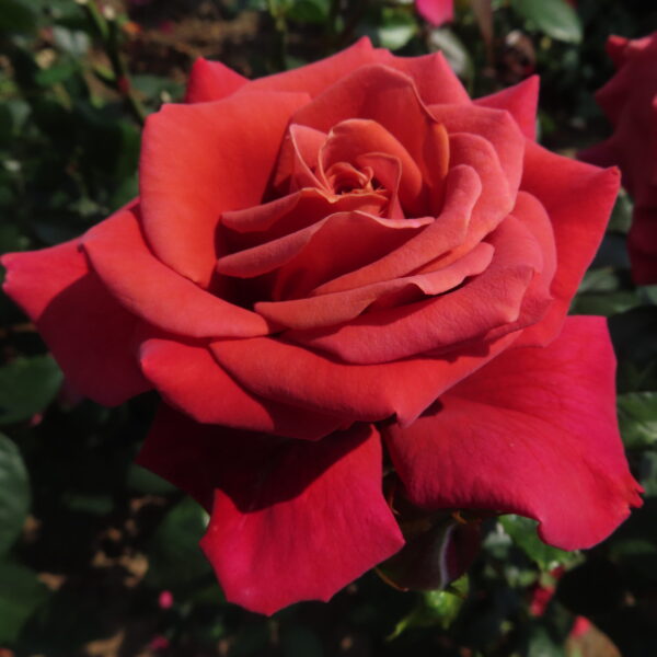 Harry's Rose