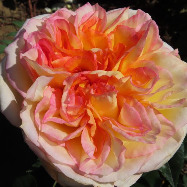 Henry's Rose