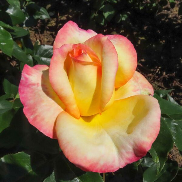 Henry's Rose