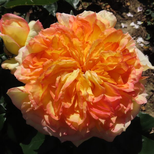 Henry's Rose