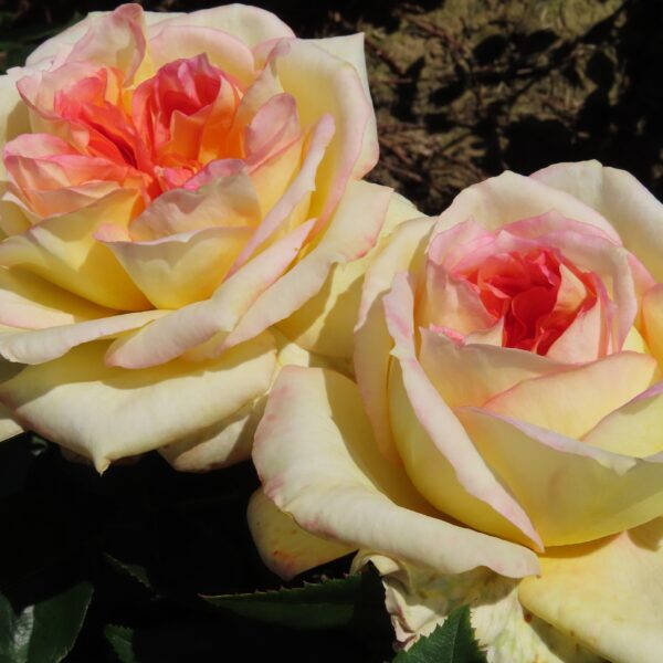Henry's Rose