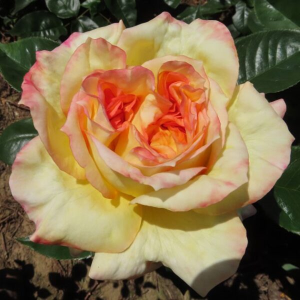 Henry's Rose