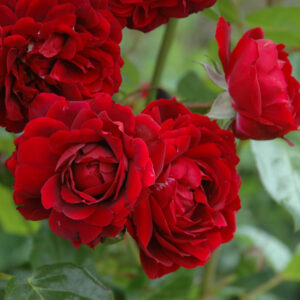 Highgrove