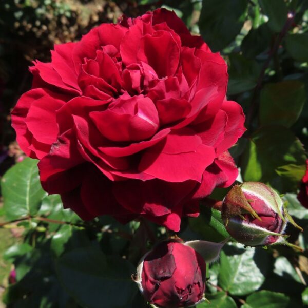 Highgrove