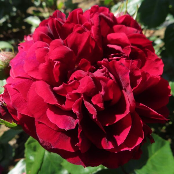 Highgrove