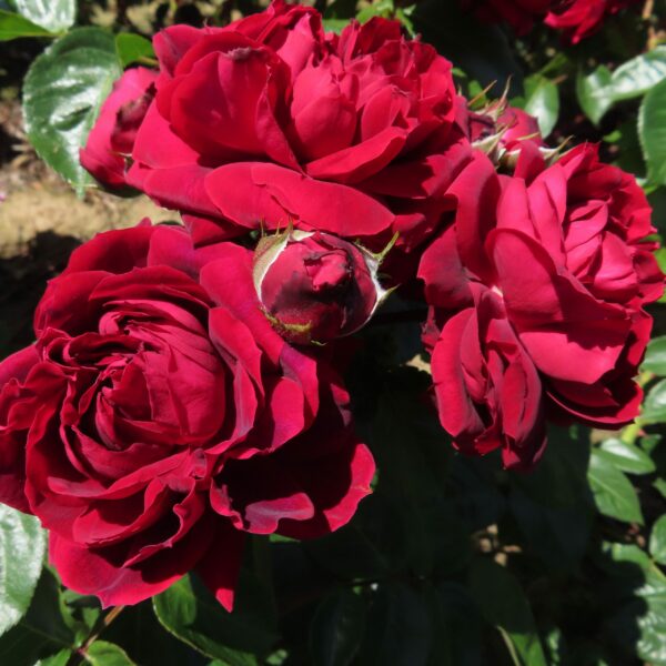 Highgrove
