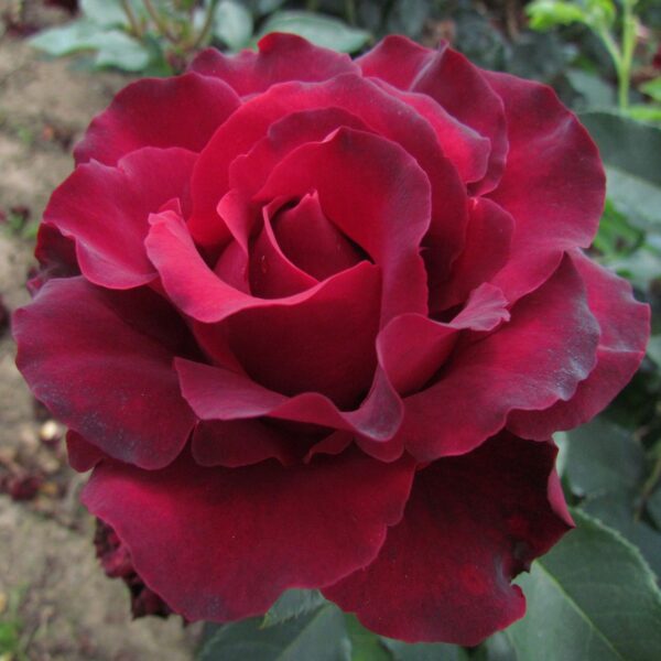 Hommage a Barbara