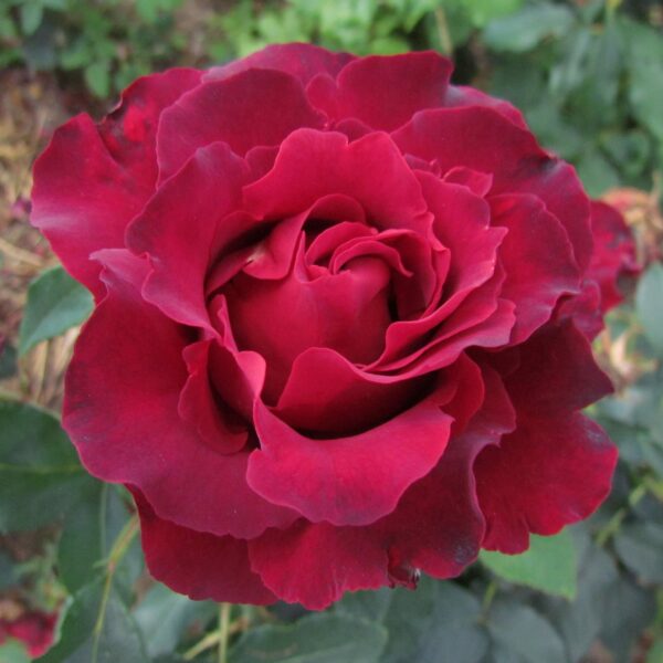 Hommage a Barbara