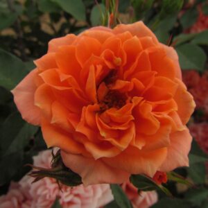 Honeybun - Image 3