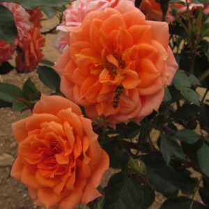 Honeybun - Image 5