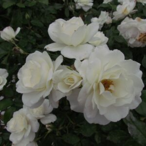 Iceberg Standard Rose - Image 4