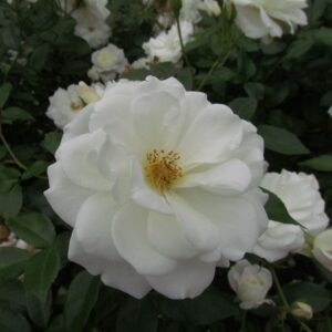 Iceberg Standard Rose - Image 5