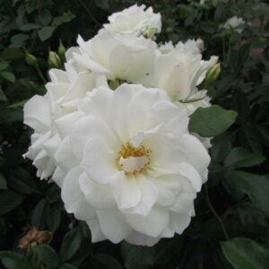 Iceberg Standard Rose - Image 3