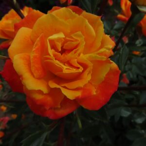Irish Eyes - Image 4