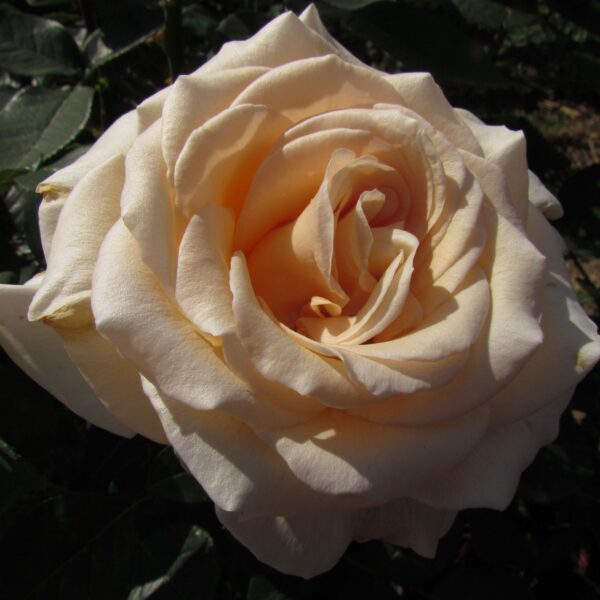 Isn't She Lovely Standard Rose
